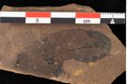 Foto (Detailansicht) von Fungi indet. (NHMW-GEO-2024-0188-0029)